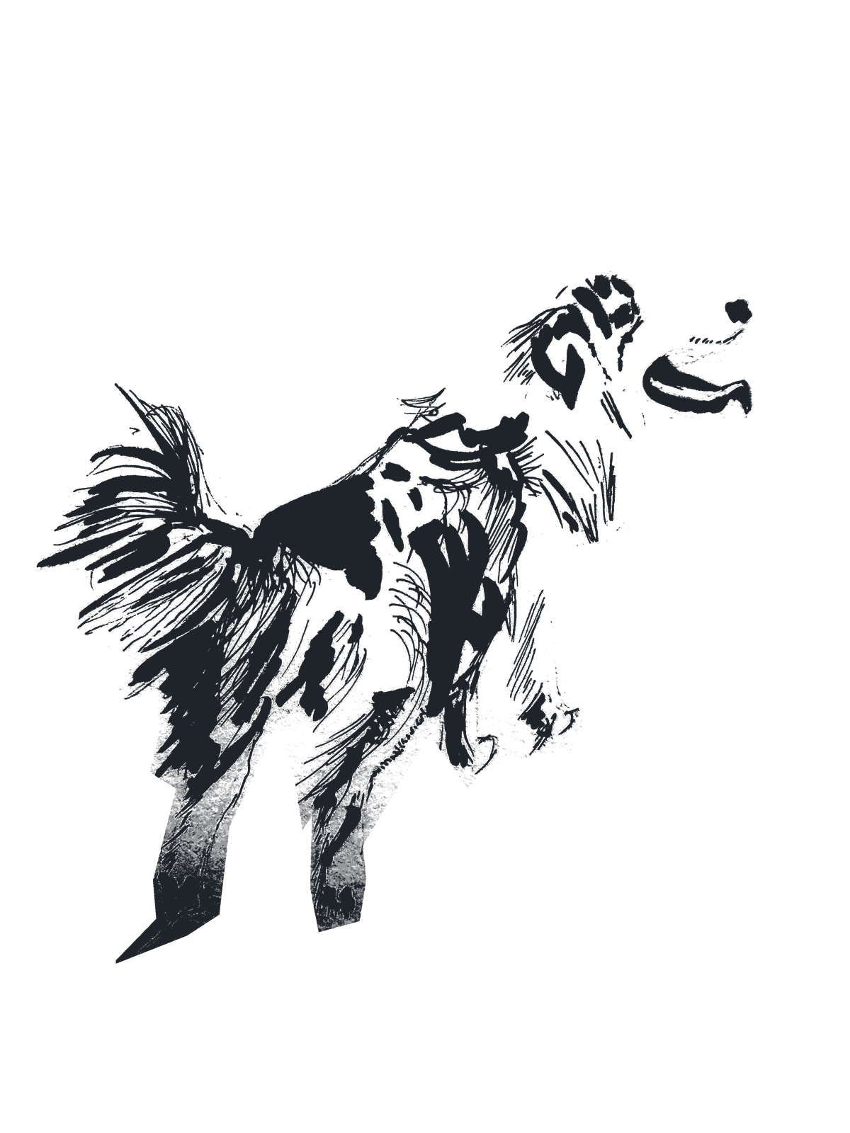 Alphonse, le chien, en vacances à Kerégal