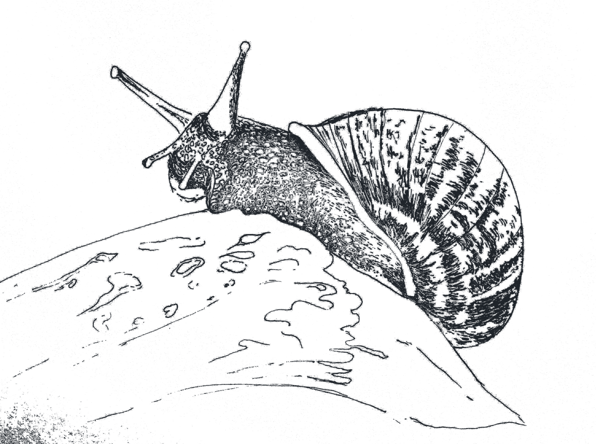 Escargot — symbole de la slow life à Kerégal